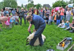 Gouda Goverwelle - Wijk - Jaarlijkse schapen scheren