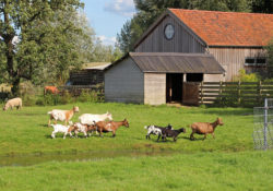 Gouda Goverwelle - Volwassenen - NL Doet 2019: Dierenweide. Help je mee?