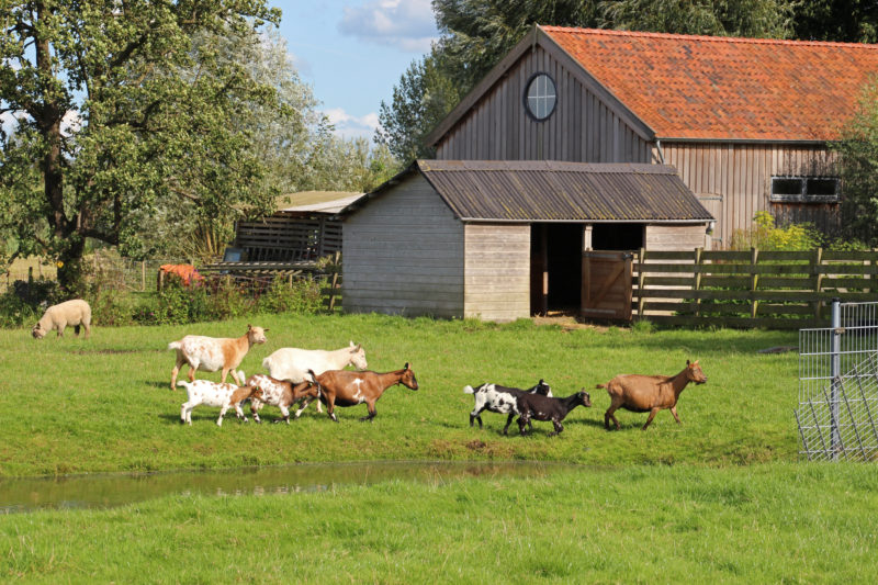 Gouda Goverwelle - Activiteiten - Wijk - NL Doet 2019: Dierenweide. Help je mee?