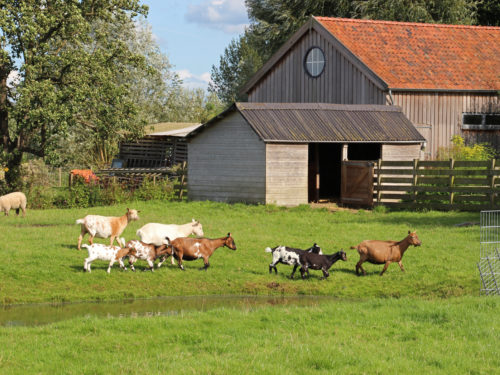 Gouda Goverwelle - Goverwelle - NL doet Dierenweide